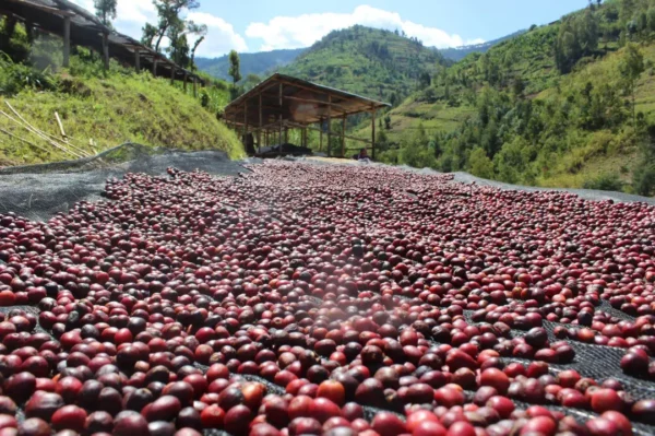 Séchage des cerises de café arabica du Rwanda sur lits africains