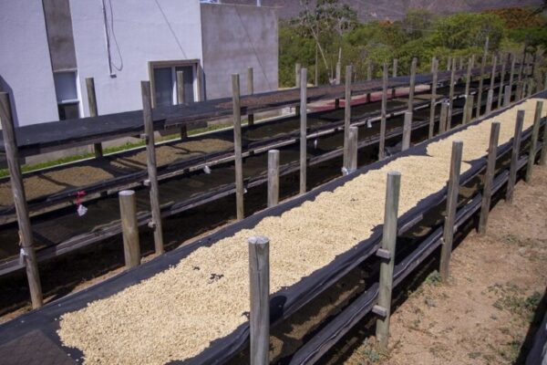 Séchage café arabica du Nicaragua de la Torréfaction Zannelli à 26170 Buis Les Baronnies en drôme provence