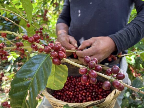 récolte café arabica du Nicaragua de la Torréfaction Zannelli à 26170 Buis Les Baronnies en drôme provence