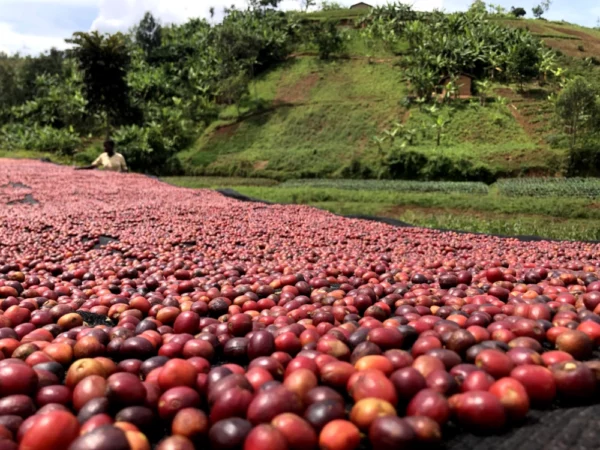 Burundi Izuba DK cerises de café sur lits africains séchage Torréfaction Zannelli Buis les Baronnies en Drôme provençale specialty coffee