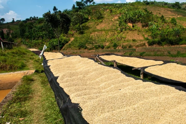 Burundi Izuba DK grains de café sur lits africains séchage Torréfaction Zannelli Buis les Baronnies en Drôme Provence specialty coffee
