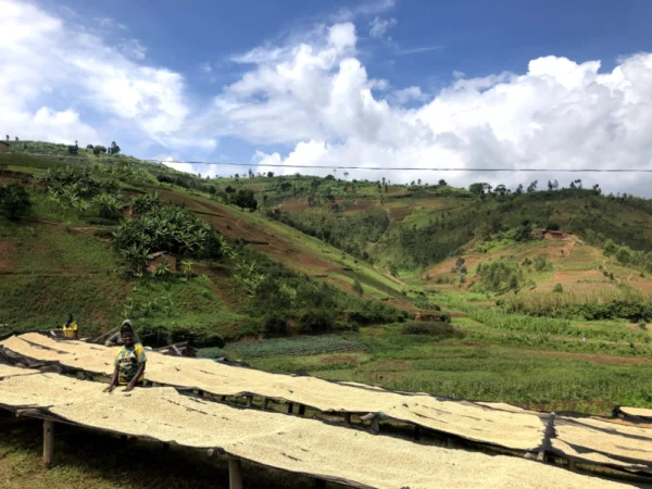 Burundi Izuba DK lits africains séchage grains de café Torréfaction Zannelli Buis les Baronnies Drôme Provence specialty coffee