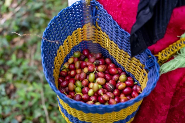 Mexique El Zapoteco cerises de café fraiches de spécialité Torréfaction Zannelli Drôme specialty coffee