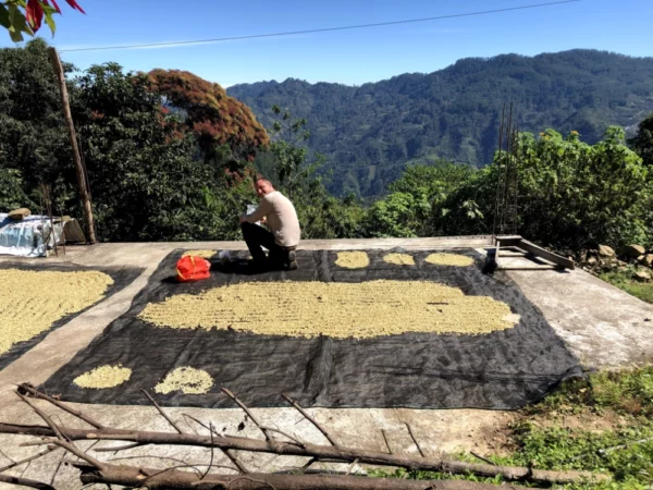 Mexique El Zapoteco grains de café de spécialité torrefaction zannelli drome provence buis les baronnies specialti coffee