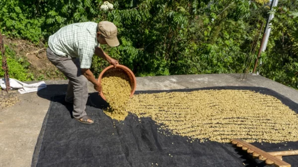 Mexique El Zapoteco séchage grains de café de spécialité torrefaction zannelli drome provence buis les baronnies specialty coffee